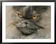 Close View Of A Grey Himalayan Cat by Brian Gordon Green Limited Edition Print