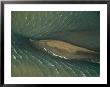 Aerial View Of Rippling Water Moving Around A Sandbar by Bobby Haas Limited Edition Print