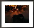 African Elephant At Dusk by Beverly Joubert Limited Edition Print