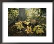 A Red Fox On Isle Royale In Lake Superior, Autumn Woodland by Annie Griffiths Belt Limited Edition Pricing Art Print