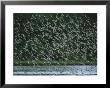 A Flock Of Western Sandpipers In Flight Over Mudflats At High Tide by Joel Sartore Limited Edition Print