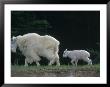 Mountain Goats (Oreamnos Americanus), Alberta, Can by Troy & Mary Parlee Limited Edition Print