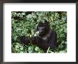 Mountain Gorilla, Gorilla Berengei by Erwin Nielsen Limited Edition Print