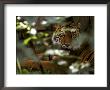 Bengal Tiger by Brian Kenney Limited Edition Print