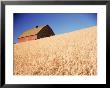 Barn In Wheat Field by Dean Berry Limited Edition Pricing Art Print