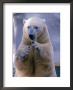 Polar Bear (Thalaretos Maritimus) by Michael Long Limited Edition Print