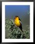 Northern Oriole by Robert Franz Limited Edition Pricing Art Print