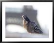 Pigeon At Eiffel Tower, Paris, France by Keith Levit Limited Edition Print
