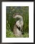 European Otter, Standing On Hind Legs, Sussex, Uk by Elliott Neep Limited Edition Print
