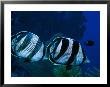 Banded Butterflyfish by Larry Lipsky Limited Edition Print