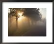 Sun Shining Through Trees Along Foggy Road by David Bitters Limited Edition Print