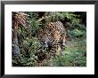 Jaguar Walking Through The Forest, Belize by Lynn M. Stone Limited Edition Print