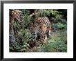 Jaguar Walking Through The Forest, Belize by Lynn M. Stone Limited Edition Pricing Art Print