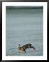 Brown Hare Running Across Frosty Field, Lancashire, Uk by Elliott Neep Limited Edition Print