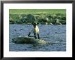 Lamb Stranded On Rock In River, Grampian Region by Mark Hamblin Limited Edition Print