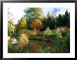 Colourful Autumn Trees Reflected In Lake, And Planting Of Cortaderia (Pampas Grass) At Lake Edge by Mark Bolton Limited Edition Pricing Art Print