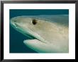 Detail Of The Head Of A Tiger Shark, Galeocerdo Cuvier by Bill Curtsinger Limited Edition Print