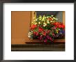 Ireland, Window Box Of Flowers by Keith Levit Limited Edition Print