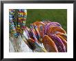 Colorful Lollypops For Sale At A Fair, Mystic, Connecticut by Todd Gipstein Limited Edition Print