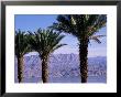 Palm Trees And Red Sea, Eilat, Israel, Middle East by Sylvain Grandadam Limited Edition Print