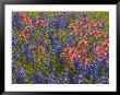 Blue Bonnets And Indian Paint Brush, Texas Hill Country, Texas, Usa by Darrell Gulin Limited Edition Print