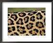 Jaguar, Close-Up Of Fur Pattern, Pantanal, Brazil by Staffan Widstrand Limited Edition Print