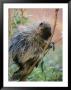 A Porcupine Perched In A Willow Tree by Bill Hatcher Limited Edition Print