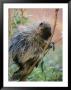 A Porcupine Perched In A Willow Tree by Bill Hatcher Limited Edition Pricing Art Print
