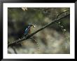 River Kingfisher Sitting On A Tree Branch With A Fish In Its Bill by Klaus Nigge Limited Edition Print