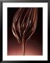 Melted Chocolate Running From A Whisk by Armin Zogbaum Limited Edition Print