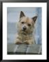 A Norwich Terrier Looks Over A Brick Wall by Robin Siegel Limited Edition Pricing Art Print