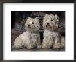 Domestic Dogs, Two West Highland Terriers / Westies Sitting Together by Adriano Bacchella Limited Edition Print