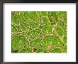 Succulent, South Island, New Zealand by William Sutton Limited Edition Print