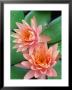 Water Lily, Botanical Gardens, San Antonio, Tx by Mark Gibson Limited Edition Pricing Art Print