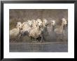White Camargue Horses Running In Muddy Water, Provence, France by Jim Zuckerman Limited Edition Print