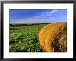 Hay Bales Near Bottineau, North Dakota, Usa by Chuck Haney Limited Edition Pricing Art Print