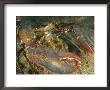 Close View Of A Giant Lobster by Nick Caloyianis Limited Edition Pricing Art Print