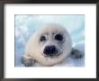 Baby Harp Seal by Carl & Ann Purcell Limited Edition Print