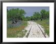 Bluebonnets And Abandoned Rails, Near Marble Falls, Texas, Usa by Darrell Gulin Limited Edition Print