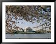 Cherry Blossoms In Full Bloom Frame The Jefferson Memorial Across The Tidal Basin by Stephen St. John Limited Edition Pricing Art Print