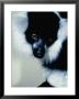 White Ruffled Lemur (Lemur Variegaturs), Madagascar by David Curl Limited Edition Print