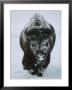 A Frost-Covered American Bison Bull Walks Through The Snow by Tom Murphy Limited Edition Print