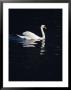 A Graceful Mute Swan Glides Across The Dark Waters Of The Thames by O. Louis Mazzatenta Limited Edition Pricing Art Print