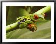 A Red-Eyed Frog Perches On A Stem Of A Plant by Steve Winter Limited Edition Pricing Art Print