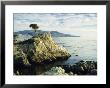 The Lone Cypress Tree On The Coast, Carmel, California, Usa by Michael Howell Limited Edition Print