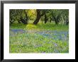 Dusk Through Oak Trees, Field Of Texas Blue Bonnets And Phlox, Devine, Texas, Usa by Darrell Gulin Limited Edition Print