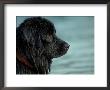 Black Newfoundland Dog Near Water by Adriano Bacchella Limited Edition Pricing Art Print