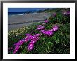 Ice Plant On California Coastline, Usa by Terry Eggers Limited Edition Print