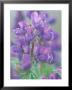 Dew Drops On Blooming Lupine, Olympic National Park, Washington, Usa by Rob Tilley Limited Edition Pricing Art Print