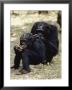 Two Of The Many Chimpanzees Studied By Jane Goodall At Gombe Stream National Park by Kenneth Love Limited Edition Print